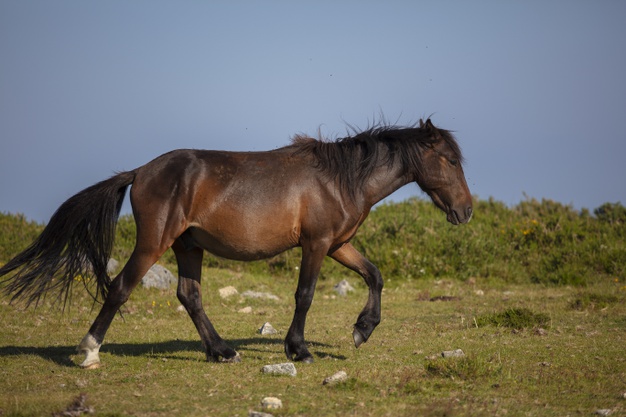 /adulto-mayor-fallecio-por-una-patada-de-caballo