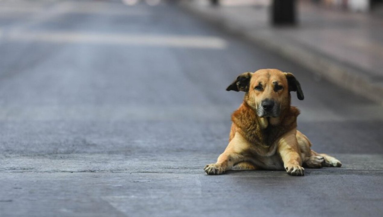 /regionales/region-de-valparaiso/maltrato-animal-en-valparaiso-detienen-a-mujer-que-lanzo-a-perrita-desde