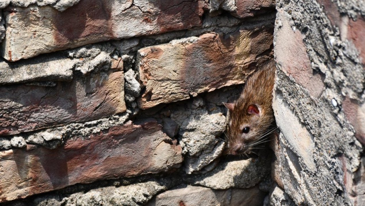 /regionales/region-de-valparaiso/denuncian-plaga-de-ratas-en-jardin-infantil-de-cerro-cordillera-en