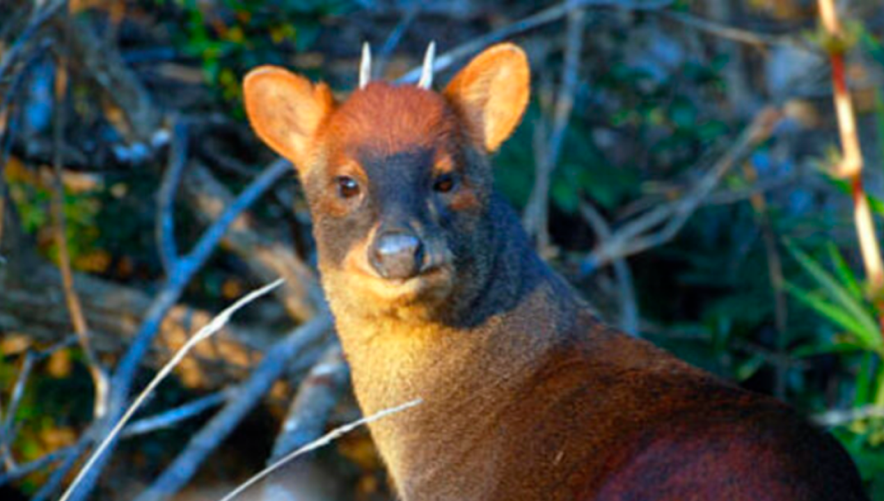 /tendencias/ciencia/flora-y-fauna/pudella-carlae-descubren-una-nueva-especie-de-pudu-en-america